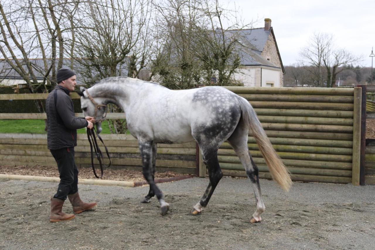 Decouverte D'Un Haras Proche Du Mont St Michel Hambye Exterior foto