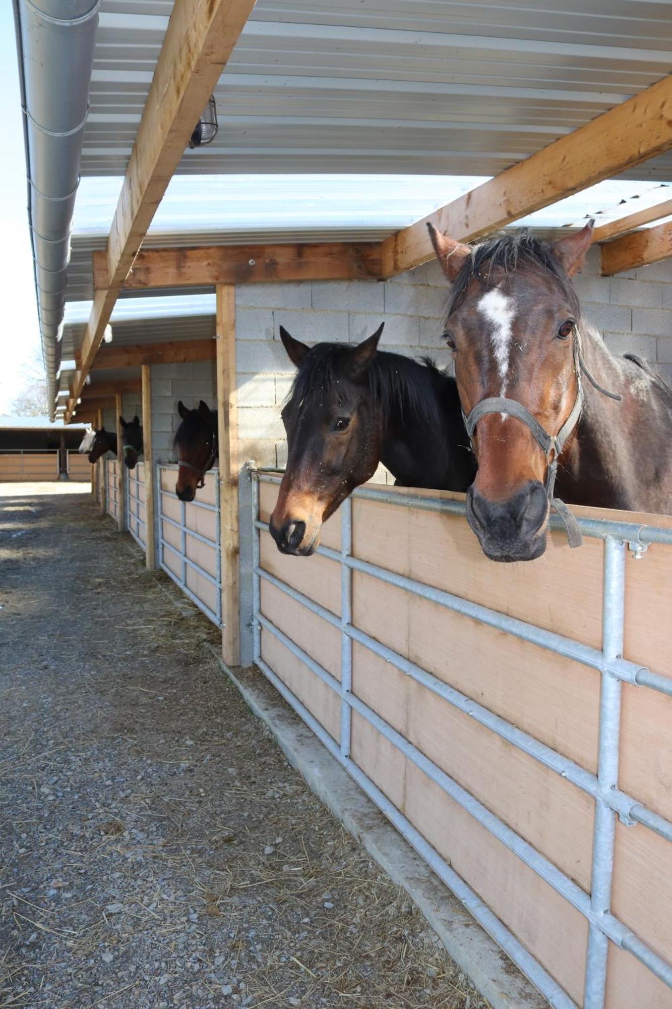 Decouverte D'Un Haras Proche Du Mont St Michel Hambye Exterior foto
