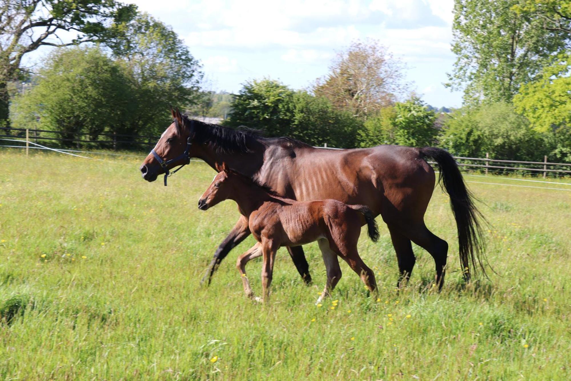 Decouverte D'Un Haras Proche Du Mont St Michel Hambye Exterior foto