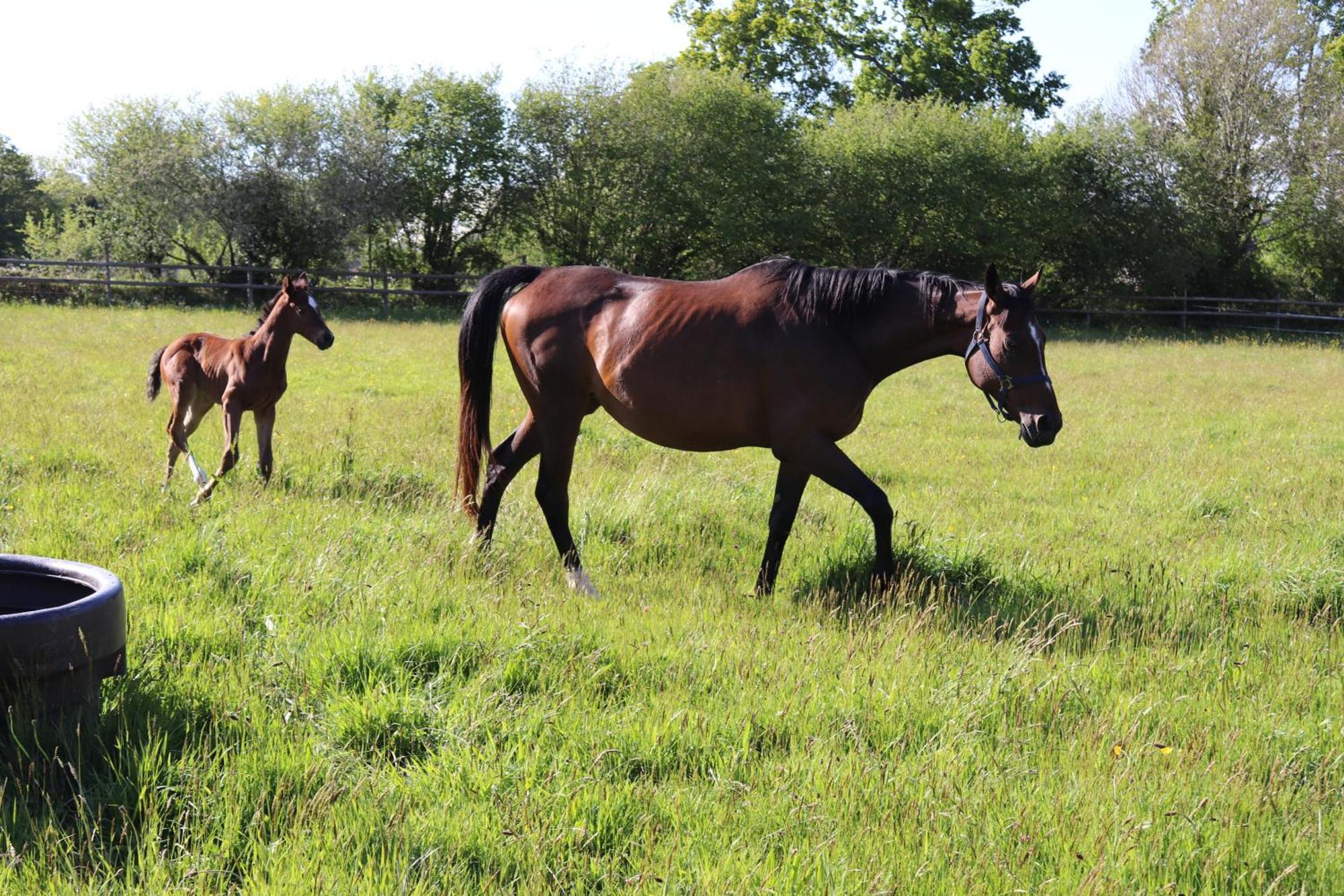 Decouverte D'Un Haras Proche Du Mont St Michel Hambye Exterior foto