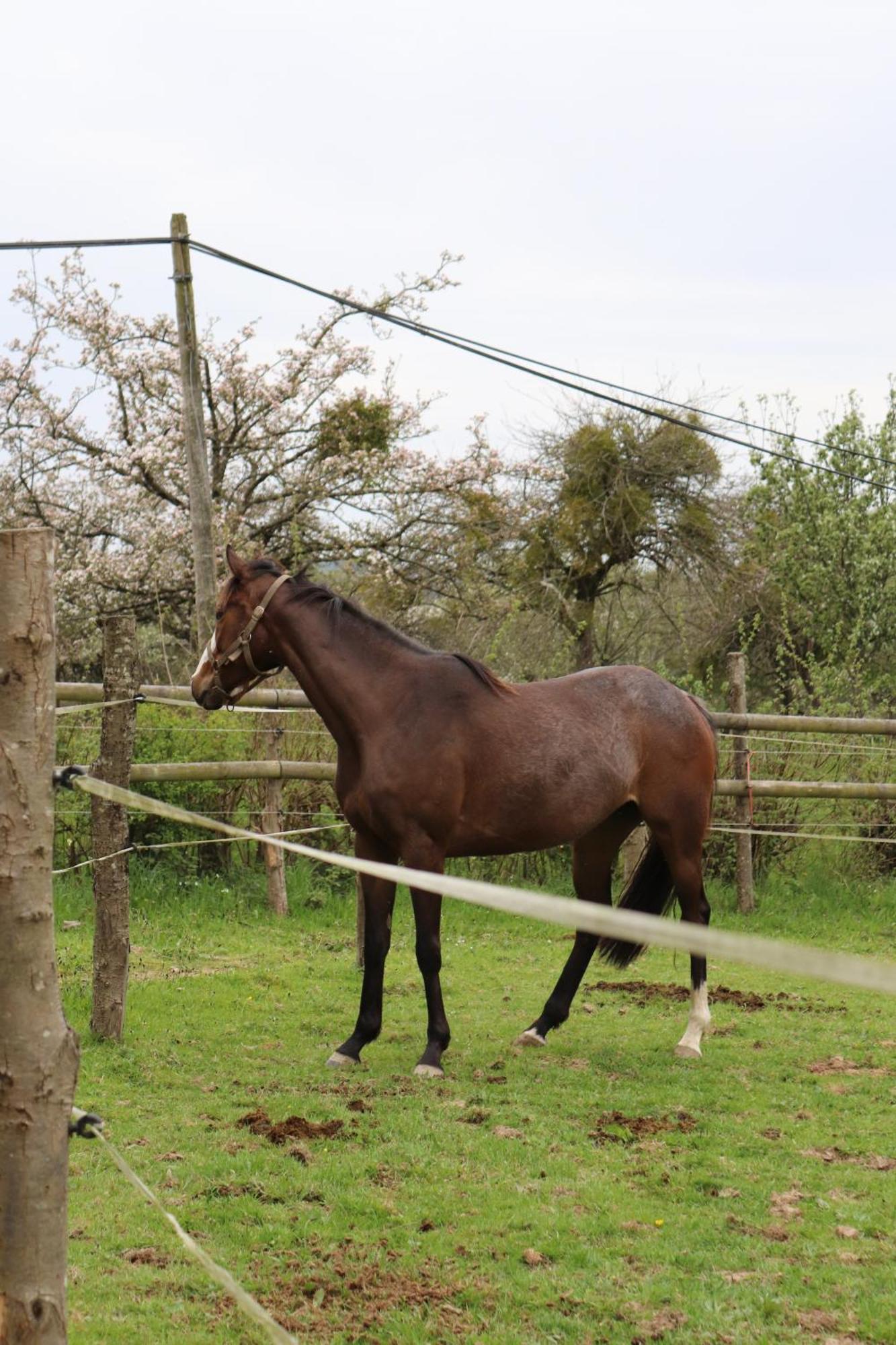 Decouverte D'Un Haras Proche Du Mont St Michel Hambye Exterior foto